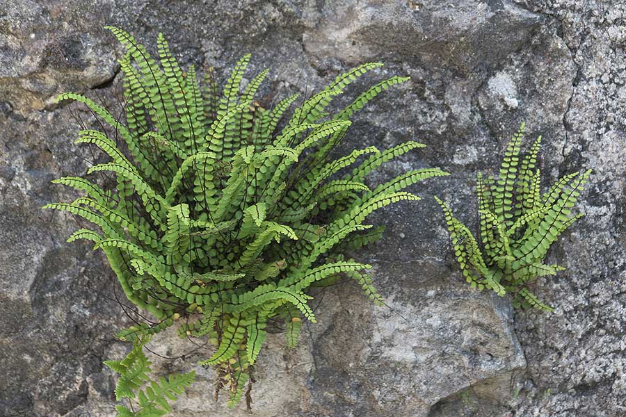 Natursteinmauern als Hingucker mit Bonuseffekt